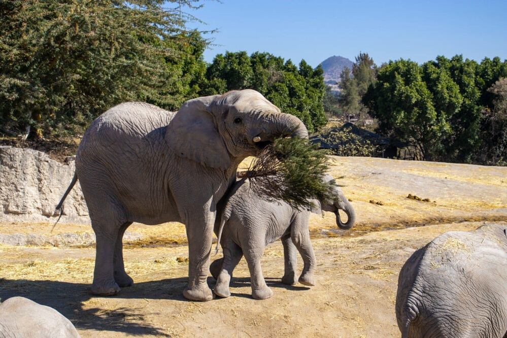 Foto: Ayuntamiento de Puebla I Reciclaron árboles de Navidad en Africam Safari