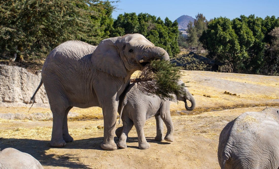 Foto: Ayuntamiento de Puebla I Reciclaron árboles de Navidad en Africam Safari