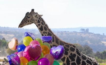 Africam Safari está de fiesta, la jirafa Benito cumple su primer año en Puebla