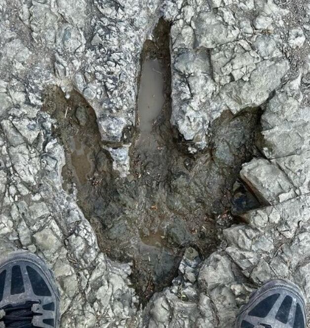 Esta huella perteneció a un dinosaurio que fue a beber agua al mar | Instagram jorgeeduardodeleon