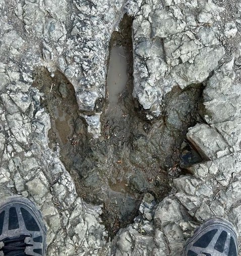 Qué vestigios hay en el mar que se extinguió en Puebla