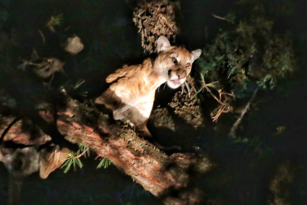 Habitantes de Axutla reportaron avistamientos de pumas | Foto: Agencia Es Imagen para El Universal Puebla