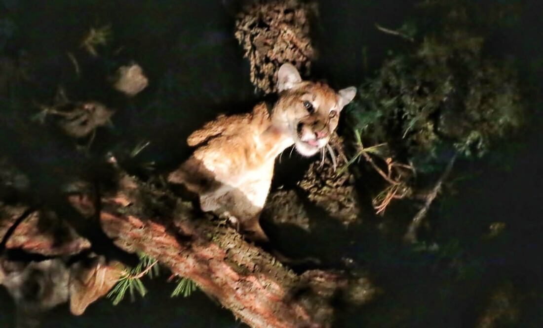 Habitantes de Axutla reportaron avistamientos de pumas | Foto: Agencia Es Imagen para El Universal Puebla