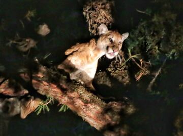 ¿Pumas invaden la Mixteca poblana? Reportan avistamientos en Axutla