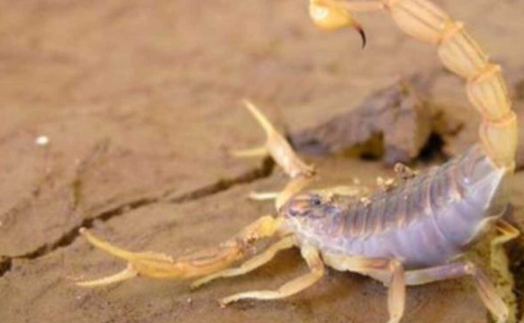 En 2023 se han contabilizado mil 363 picaduras de alacrán en Puebla y apenas comienza la temporada de calor | Foto: Secretaría de Salud federal