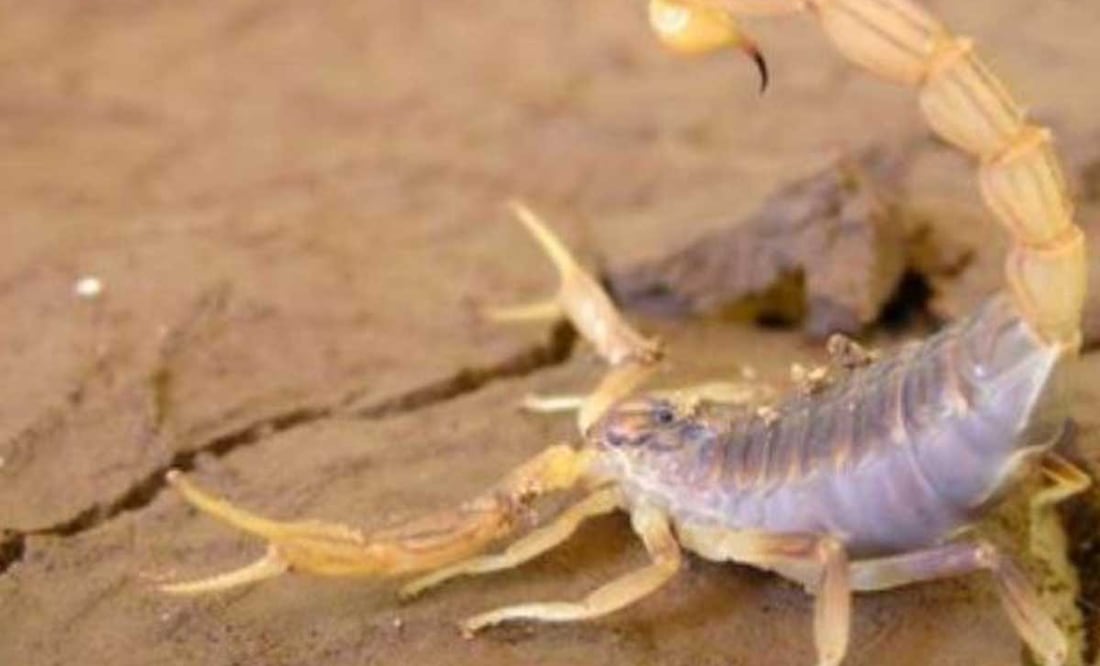 En 2023 se han contabilizado mil 363 picaduras de alacrán en Puebla y apenas comienza la temporada de calor | Foto: Secretaría de Salud federal