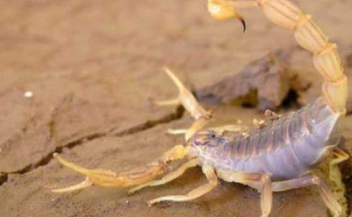 Alerta en Puebla por aumento de picaduras de alacrán