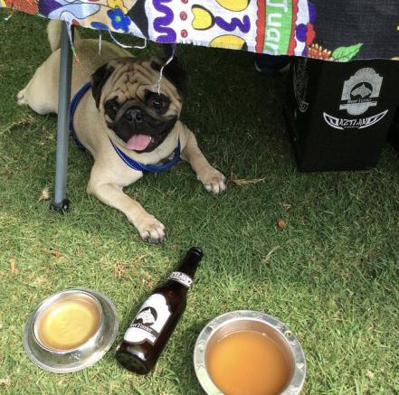 Chelas para perros, así puedes aliviar el calor de tus lomitos en Puebla
