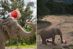 VIDEO | México vs Chequia: Elefante de Africam Safari predice quién ganará