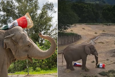 VIDEO | México vs Chequia: Elefante de Africam Safari predice quién ganará