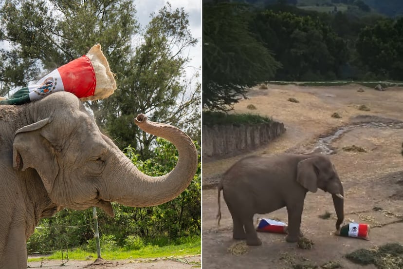 VIDEO | México vs Chequia: Elefante de Africam Safari predice quién ganará