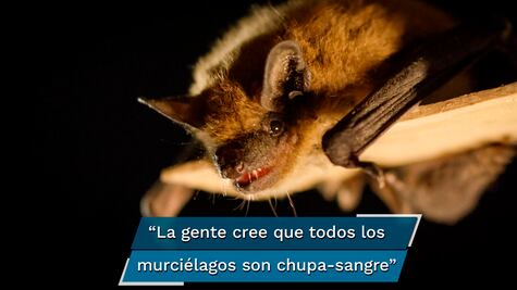 Murciélagos son investigados y protegidos por científicos de la BUAP