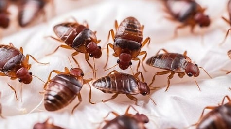 ¿Cómo eliminar las chinches con remedios caseros?