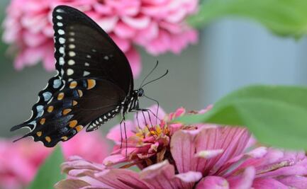 El significado oculto de que una mariposa visite tu espacio, según el Feng Shui