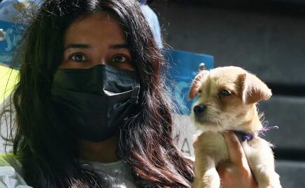 Así puedes registrar a tu perro o gato en Puebla