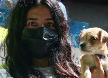 Así puedes registrar a tu perro o gato en Puebla