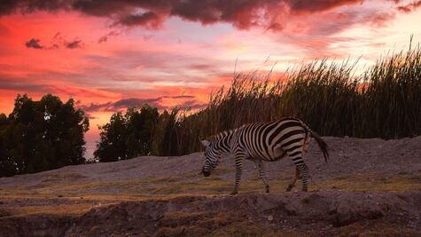 Africam Safari de noche. Costo de los boletos, horarios y todo lo que debes saber