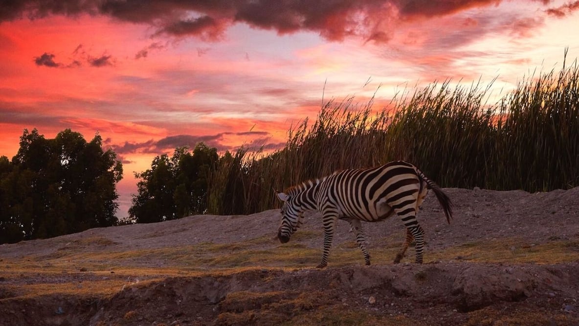 Africam Safari de noche. Costo de los boletos, horarios y todo lo que debes saber