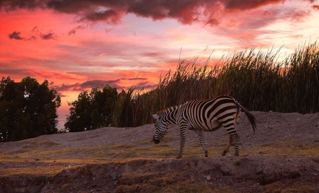 Africam Safari de noche. Costo de los boletos, horarios y todo lo que debes saber