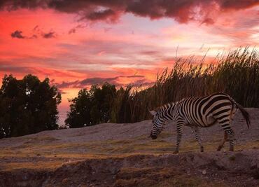 Africam Safari de noche. Costo de los boletos, horarios y todo lo que debes saber