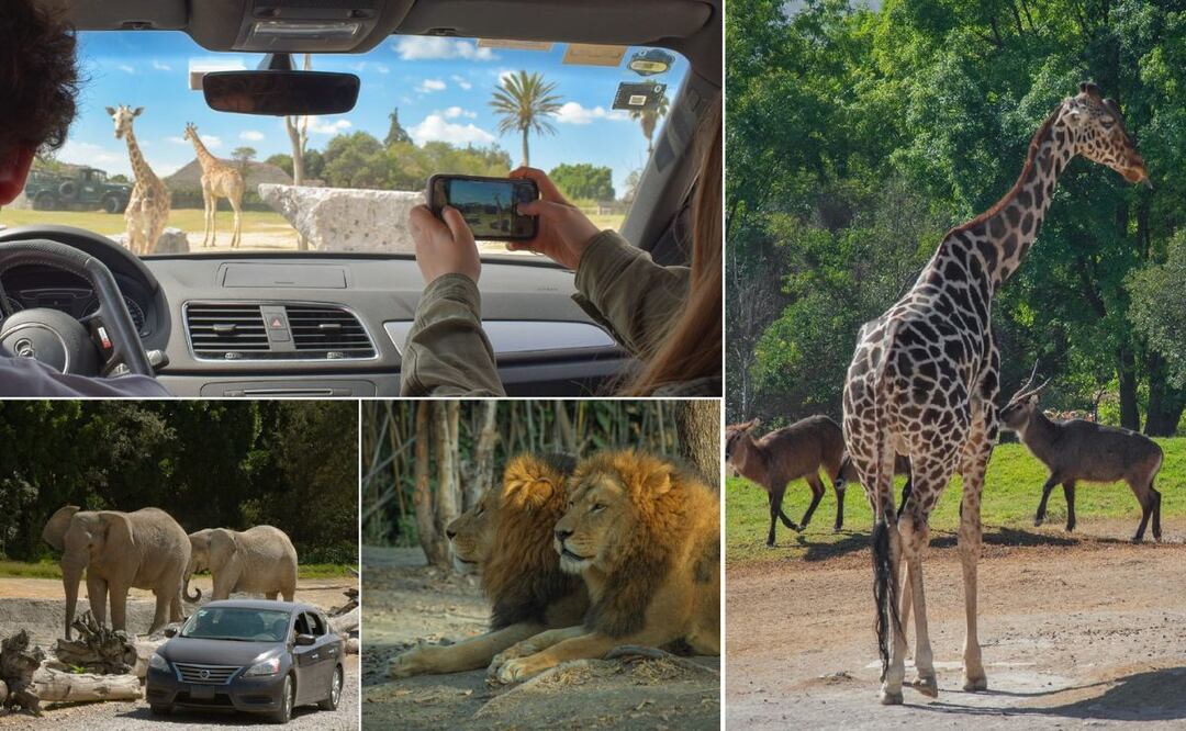 Visita Africam Safari para conocer a Benito y otros 3 mil 500 animales | Foto: Facebook Africam Safari