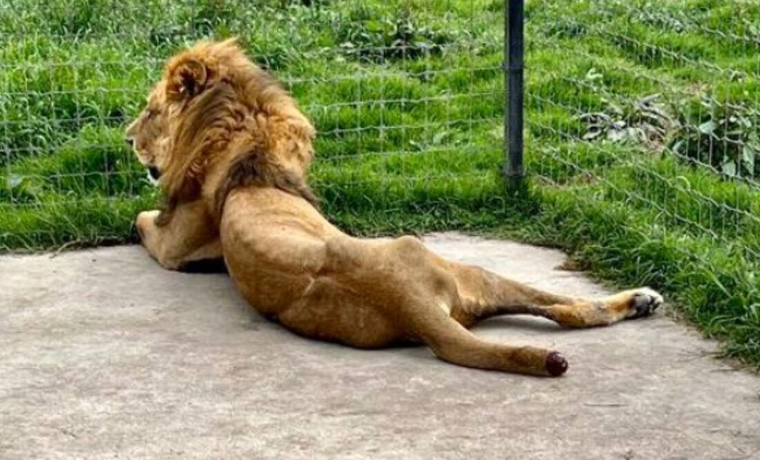 Foto: Azcar/El Universal/ Un león en pésimas condiciones en el santuario Black Jaguar -White Tiger