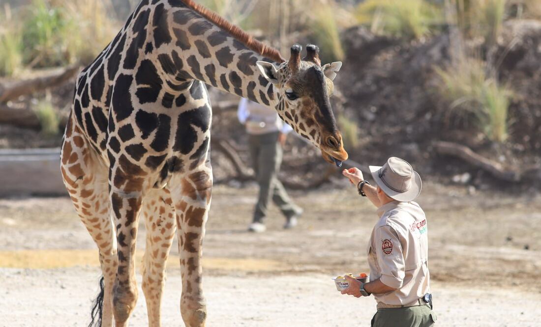 Alberto Hernández lamentó que los niños chihuahuenses no conocerán a la jirafa Benito | Es Imagen
