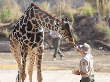 Propietario del zoológico de Chihuahua lamenta que Benito esté en Puebla