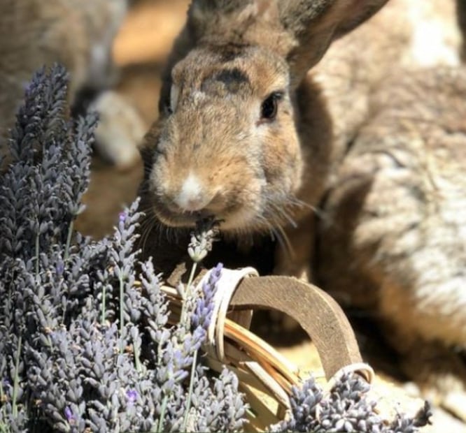 Foto: FB Rancho San Martín