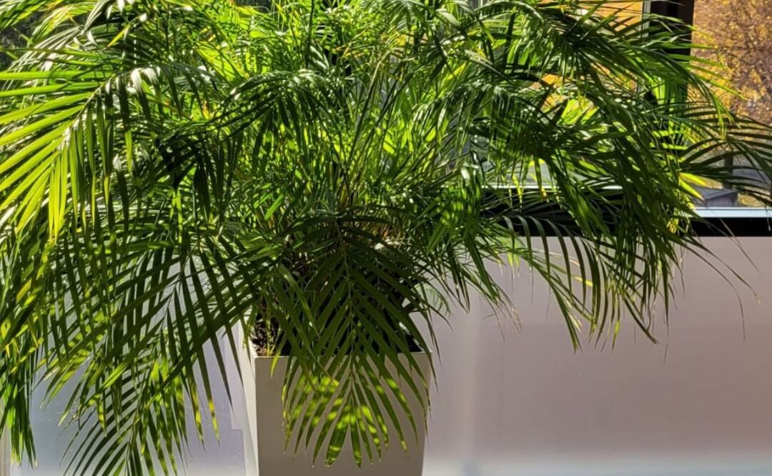 Si eres señora de las plantas puedes salvarte de este calor infernal | Foto: Instagram antal.kollar