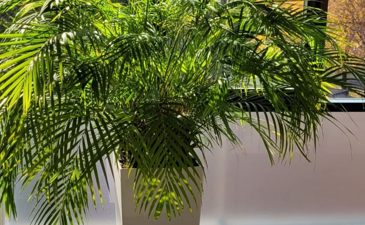 Estas plantas ayudarán a disminuir el calor de tu casa