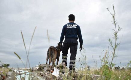 ¿Tienen derechos los perritos de rescate o policías?