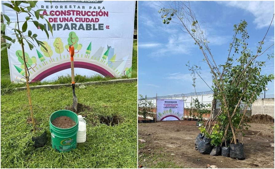 Planean plantar 100 mil árboles en la ciudad de Puebla durante 2026