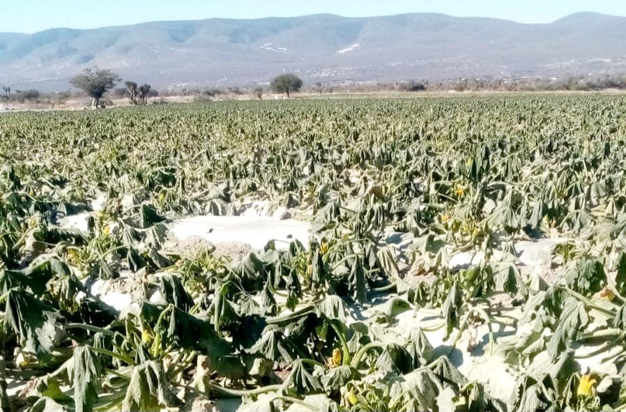 Heladas afectan cultivos de 20 municipios en Puebla
