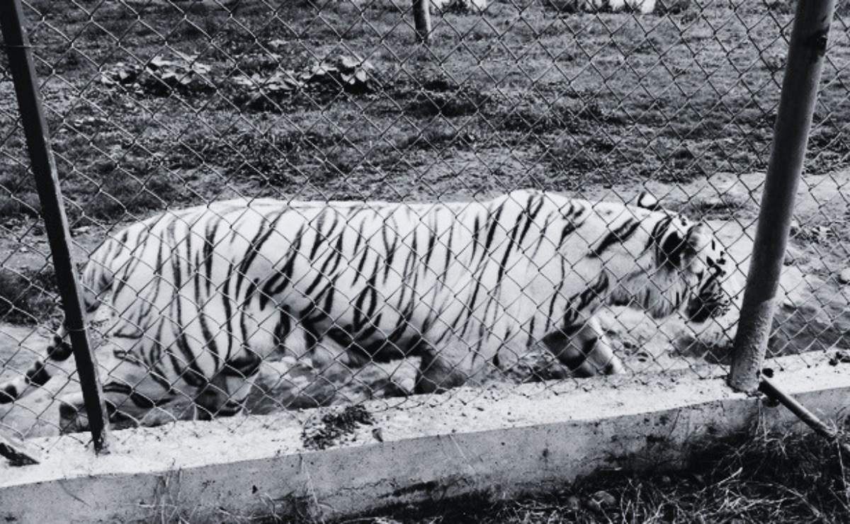 Hallan muerto al tigre de bengala que escapó de granja de Xicotepec tras las inundaciones