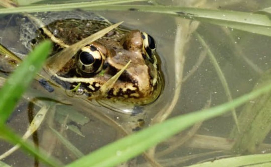 La rana poblana es una de las especies endémicas del estado, la cual habita en la Sierra Norte. | Foto: Naturalista