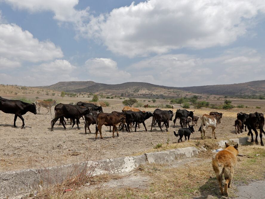 Foto: Agencia Enfoque para El Universal Puebla