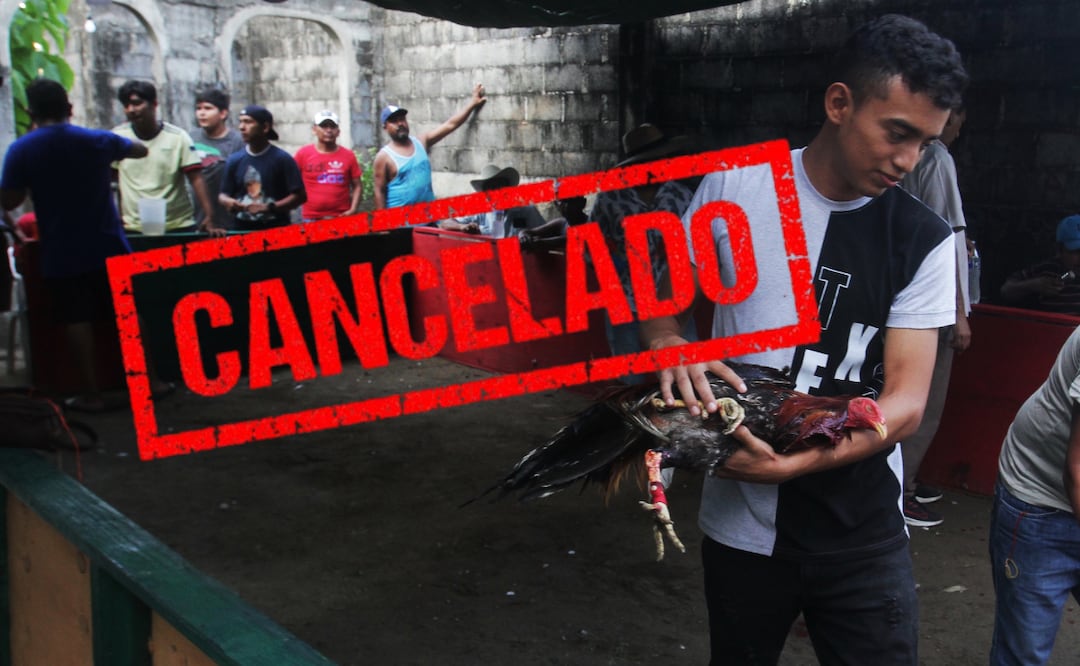 El Instituto de Bienestar Animal trabaja permanentemente por el respeto y protección de los seres sintientes | Foto: EsImagen