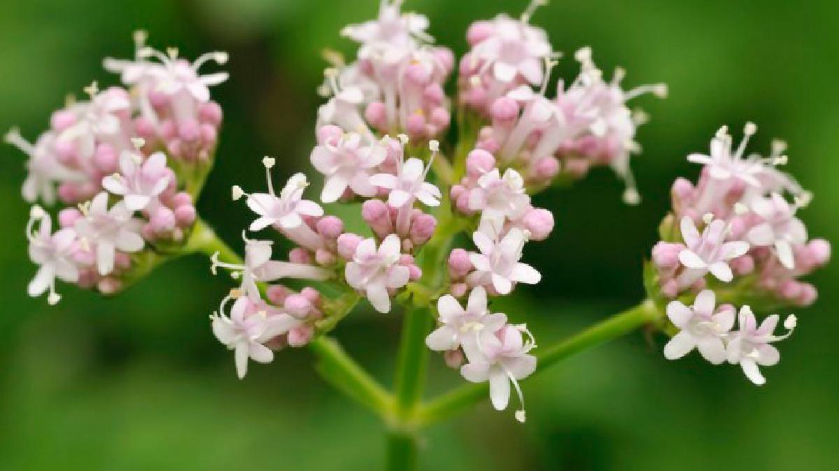 Según algunos estudios científicos, los pacientes que recibieron valeriana tenían un 80% más de probabilidades de mejorar su sueño. 

Foto: Producción El Universal