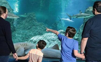 Lugares para visitar en Puebla: Acuario Michin y museos gratis en megapuente