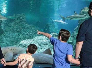 Lugares para visitar en Puebla: Acuario Michin y museos gratis en megapuente