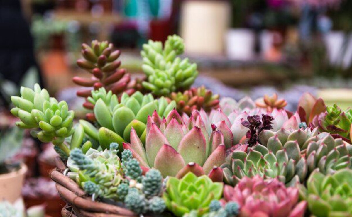Descubre cuál es la suculenta conocida por ser la planta base del tequila y qué tipo de cuidados requiere para no morir