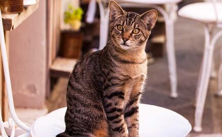 Día del Gato. Dónde adoptar un michi en Puebla