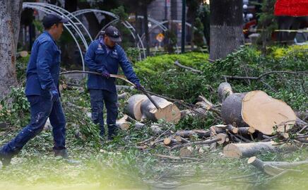 Este miércoles concluye el retiro de tres árboles del zócalo de Puebla