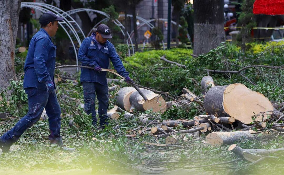Este miércoles concluye el retiro de tres árboles del zócalo de Puebla