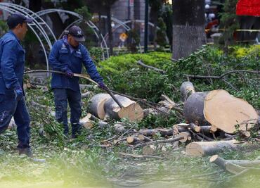 Este miércoles concluye el retiro de tres árboles del zócalo de Puebla