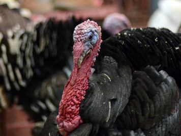 Puebla, segundo estado productor de pavo a nivel nacional