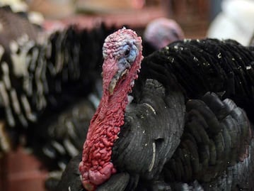 Puebla, segundo estado productor de pavo a nivel nacional