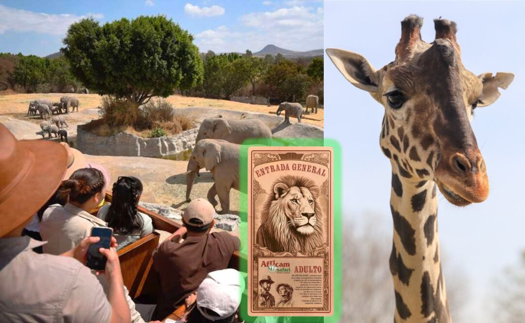 Cuánto cuesta la entrada a Africam Safari I Foto: Especial