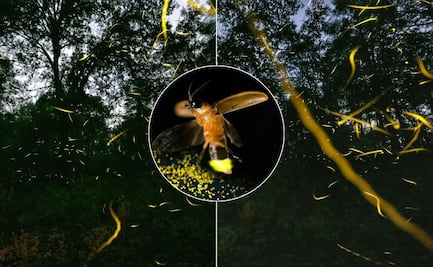 Avistamiento de luciérnagas a menos de 1 hora de Puebla